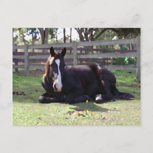 De Tijd van het Dutje van paarden Briefkaart