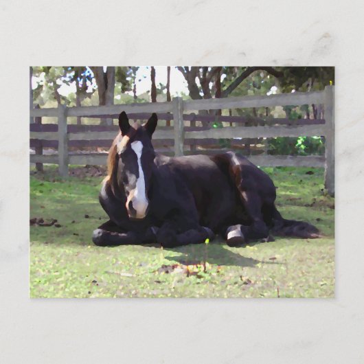 De Tijd van het Dutje van paarden Briefkaart (Voorkant)