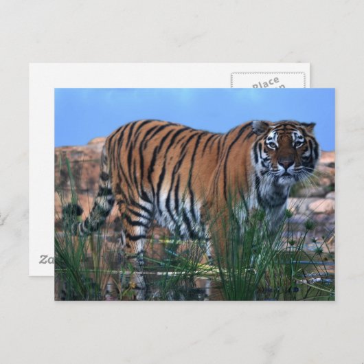 De tijger bewaakt de rivier briefkaart (Voorkant / Achterkant)