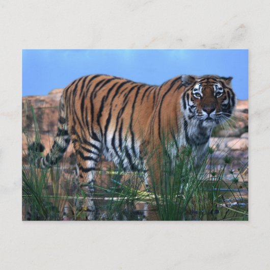 De tijger bewaakt de rivier briefkaart (Voorkant)