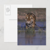 De Tijger die van AZIË, India door het water lopen Briefkaart (Voorkant / Achterkant)