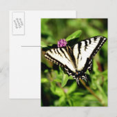 De tijger Swallowtail Butterfly. Papilio glacus. Briefkaart (Voorkant / Achterkant)