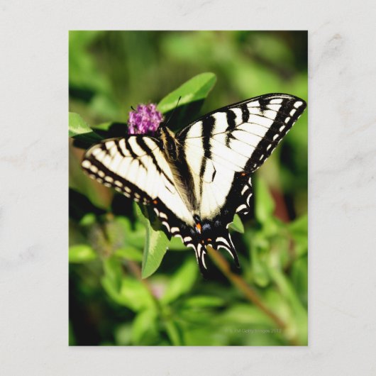 De tijger Swallowtail Butterfly. Papilio glacus. Briefkaart (Voorkant)