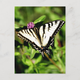 De tijger Swallowtail Butterfly. Papilio glacus. Briefkaart