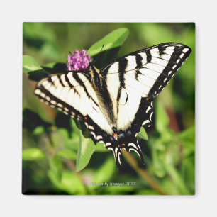 De tijger Swallowtail Butterfly. Papilio glacus. Magneet