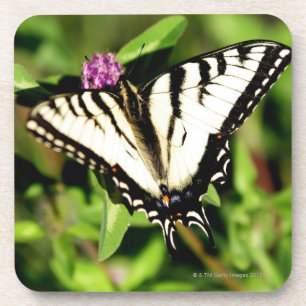 De tijger Swallowtail Butterfly. Papilio glacus. Onderzetter