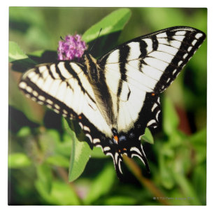 De tijger Swallowtail Butterfly. Papilio glacus. Tegeltje