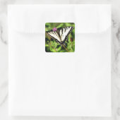 De tijger Swallowtail Butterfly. Papilio glacus. Vierkante Sticker (Tas)
