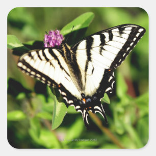De tijger Swallowtail Butterfly. Papilio glacus. Vierkante Sticker