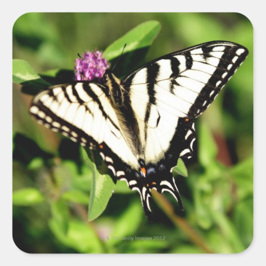 De tijger Swallowtail Butterfly. Papilio glacus. Vierkante Sticker (Voorkant)