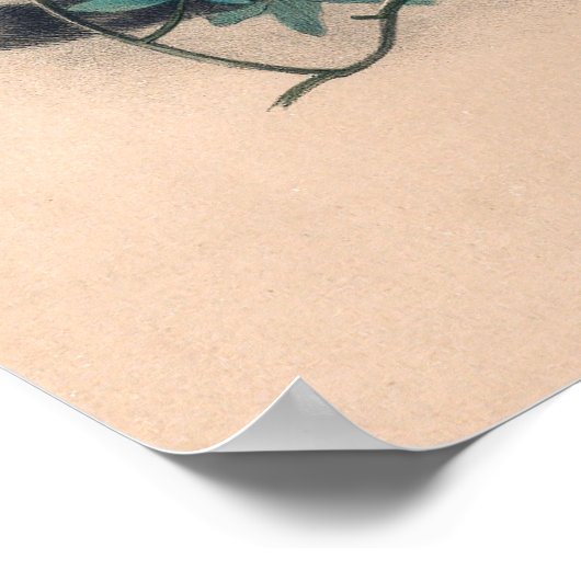 De tijger van Clouded door Joseph Wolf Poster (Hoek)