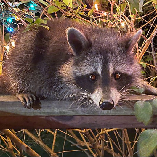 De toekomst is vrouw Vrouw T shirt in zwart