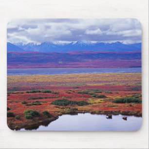 De toendra van Denali National Park in de late Muismat