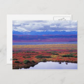 De toendra van het nationale park Denali aan het e Briefkaart (Voorkant / Achterkant)