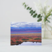 De toendra van het nationale park Denali aan het e Briefkaart (Staand voorkant)