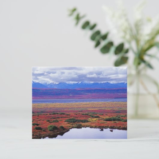 De toendra van het nationale park Denali aan het e Briefkaart (Staand voorkant)