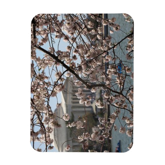 De torenbloesem in Bloom in Washington DC Magneet (Verticaal)