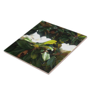 De tot bloei komende Boom van de Magnolia Tegeltje