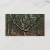 De tovenaarsstructuur, Cathedral-Bossen, Intervale Visitekaartje (Achterkant)