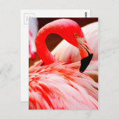 De trillende Roze Flamingo van de Veer Briefkaart (Voorkant / Achterkant)