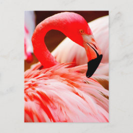 De trillende Roze Flamingo van de Veer Briefkaart