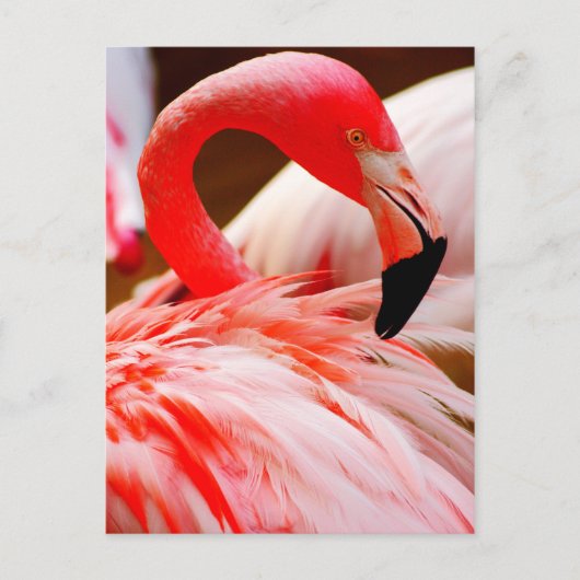 De trillende Roze Flamingo van de Veer Briefkaart (Voorkant)