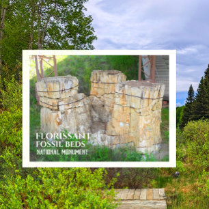 De "trio" boomtoppen, Florissant Fossil Beds, CO Briefkaart