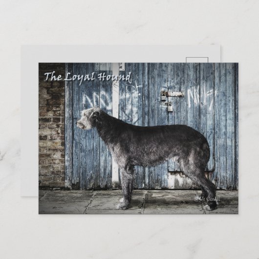 De trouwe hond briefkaart (Voorkant / Achterkant)