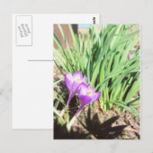 De Tuin van de Lente van de oma Briefkaart (Voorkant / Achterkant)