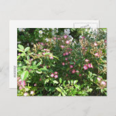 De tuin voor wilde rozen briefkaart (Voorkant / Achterkant)