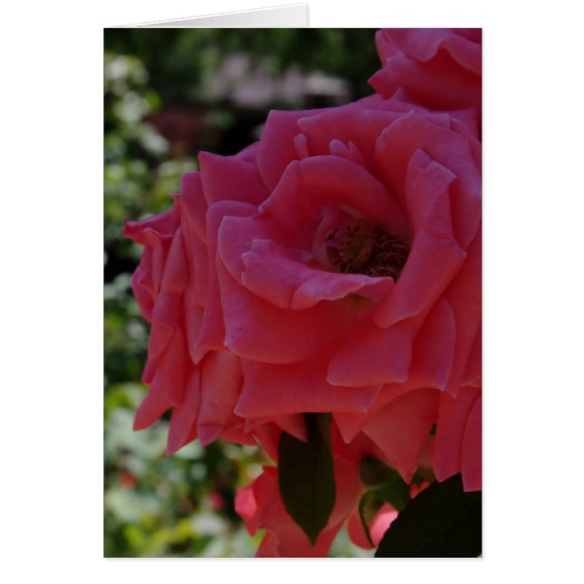 De tuinkaart (Voorkant)