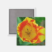 de Tulip magnet (Voorkant / Achterkant)