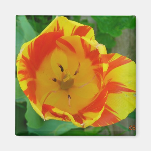 de Tulip magnet (Voorkant)