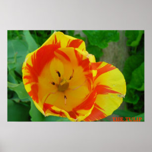 DE TULIP POSTER