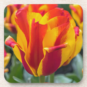 De tulpen harde plastic onderzetters van Banja