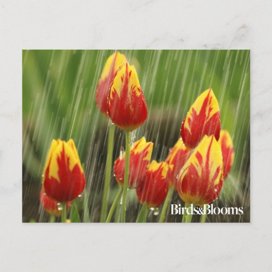 De Tulpen van de lente Briefkaart (Voorkant)