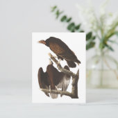 De Turkse cultuur van Audubon Briefkaart (Staand voorkant)