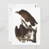 De Turkse cultuur van Audubon Briefkaart (Voorkant / Achterkant)