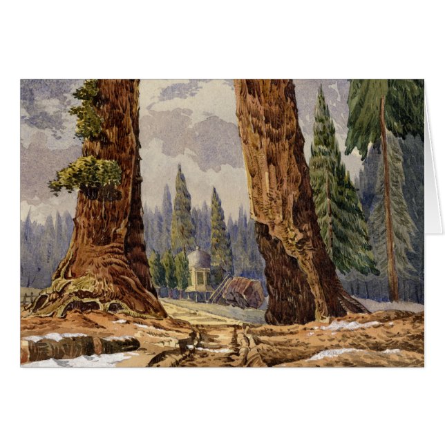 De twee Sentinels, op de Grove of Big Trees (Voorkant Horizontaal)