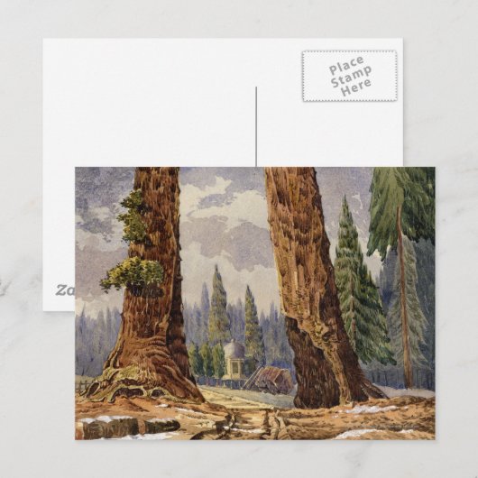 De twee Sentinels, op de Grove of Big Trees Briefkaart (Voorkant / Achterkant)