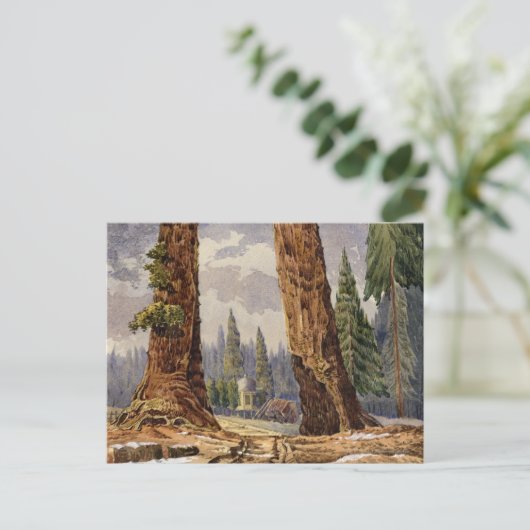 De twee Sentinels, op de Grove of Big Trees Briefkaart (Staand voorkant)