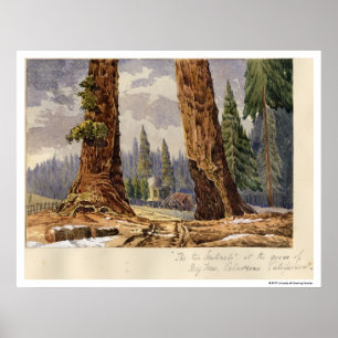 De twee Sentinels, op de Grove of Big Trees Poster