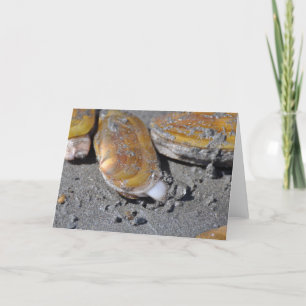 De Tweekleppige schelpdieren van het scheermes Kaart