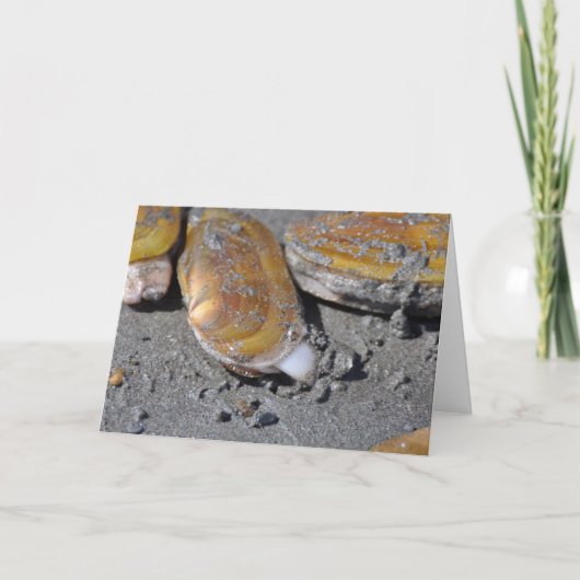 De Tweekleppige schelpdieren van het scheermes Kaart (Voorkant)