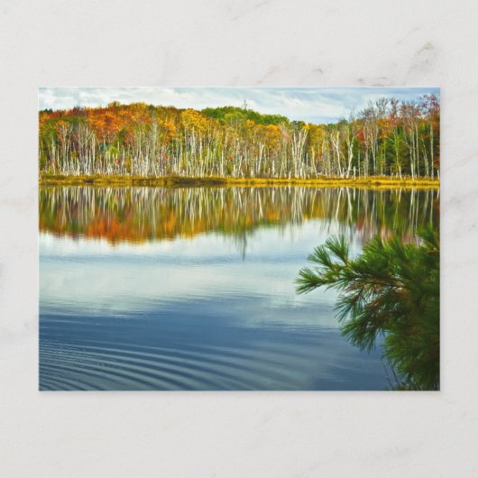De U. P.: Herfstherfst Birch Tree Reflections Briefkaart (Voorkant)