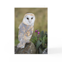 De Uil en de Digitalis van de schuur