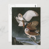 De Uilen van de schuur, de Vogels van Amerika John Briefkaart (Voorkant / Achterkant)