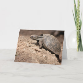 De Uitdaging van de schildpad Kaart