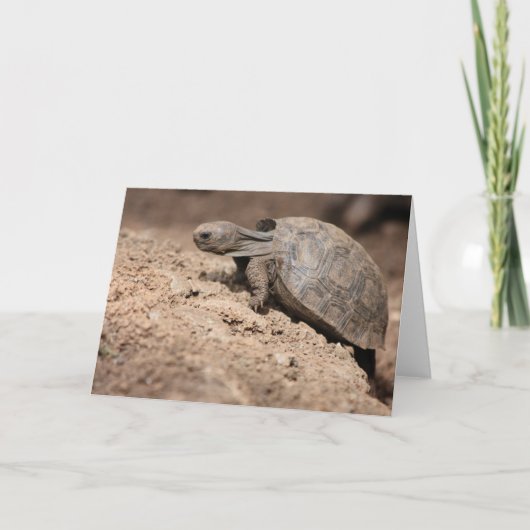 De Uitdaging van de schildpad Kaart (Voorkant)