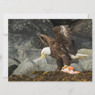 De ultieme Bald Eagle